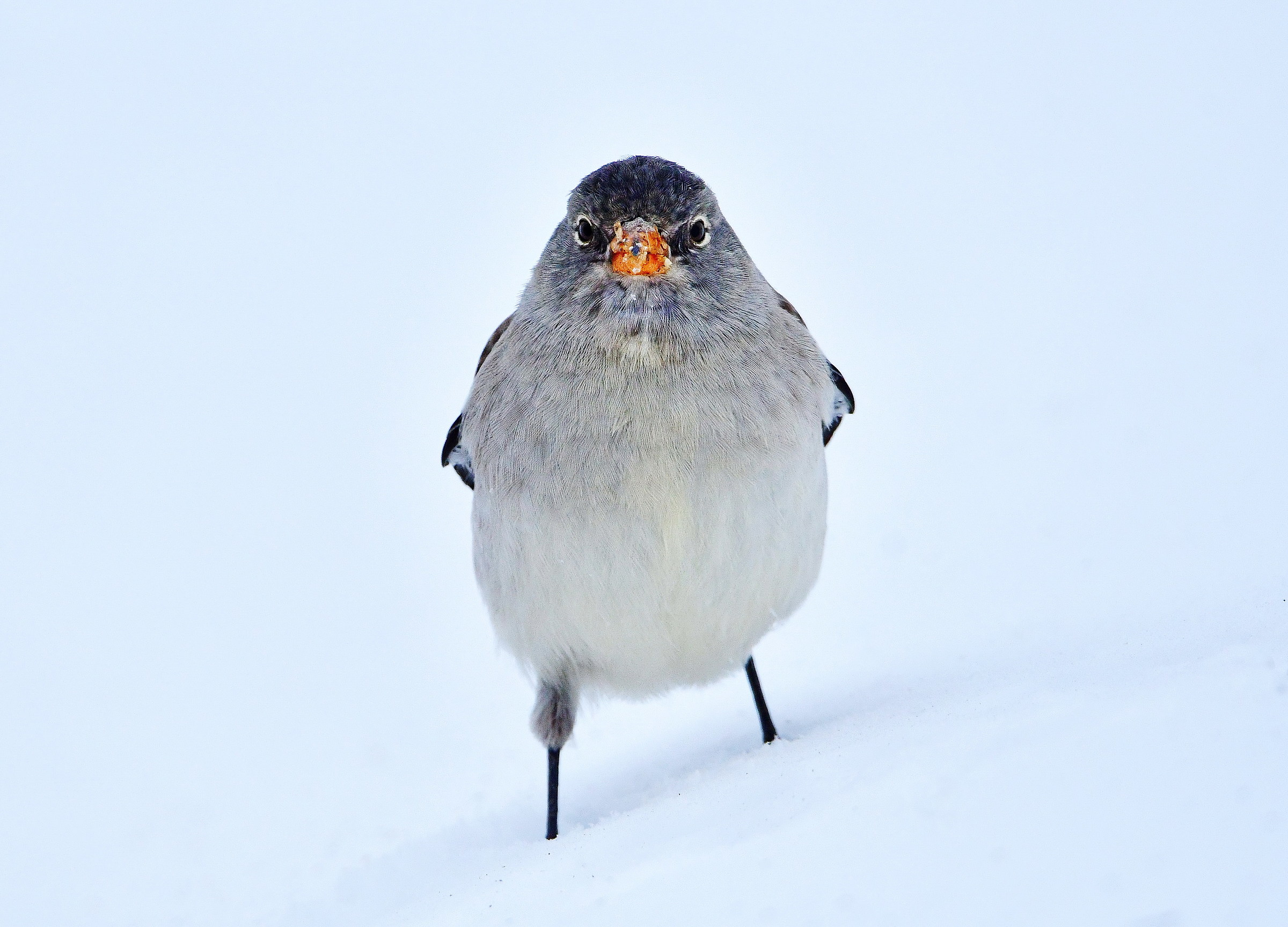 What you looking at ???