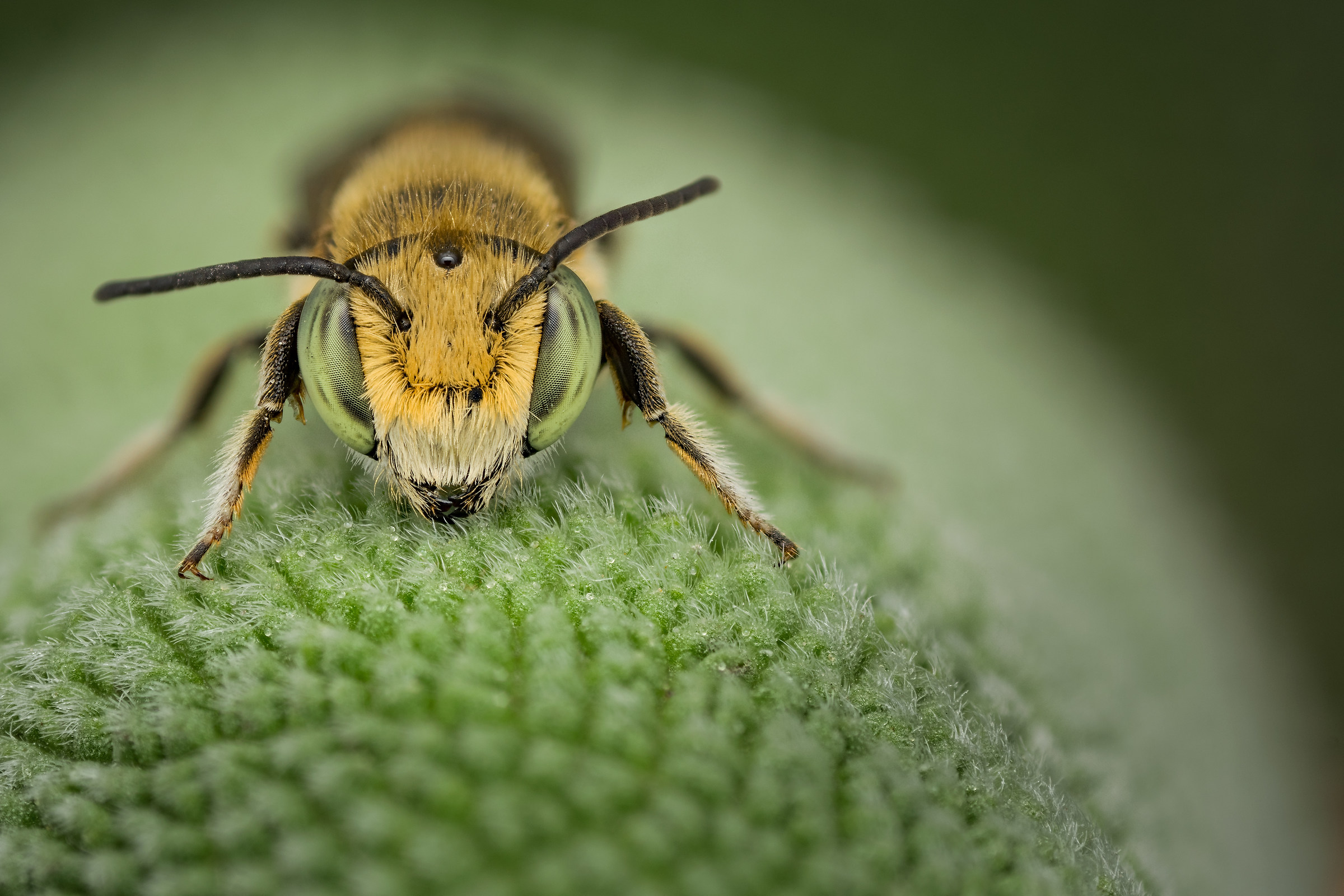 Micro bee