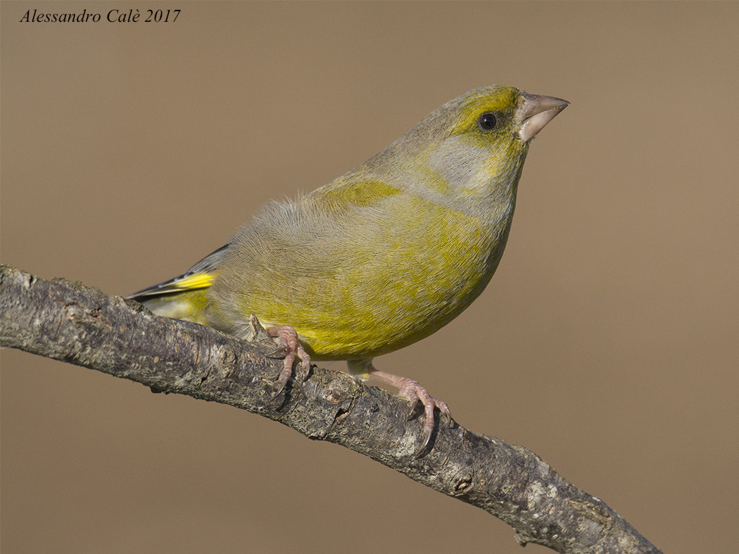 Carduelis chloris (Verdone) 7363