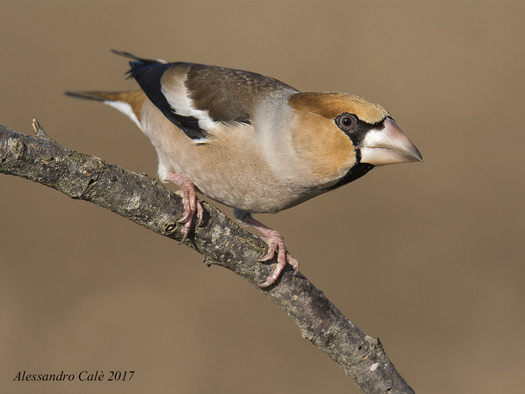Coccothraustes coccothraustes (Frosone) 7547