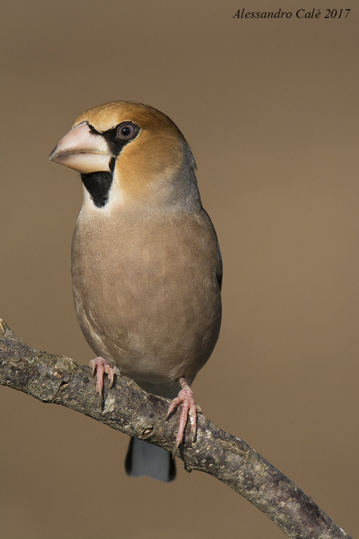 Coccothraustes coccothraustes (Frosone) 7161