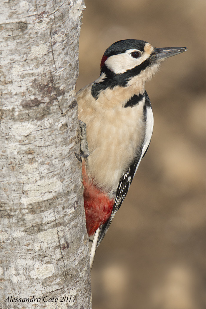 Dendrocopos major (Picchio rosso maggiore ) 7325