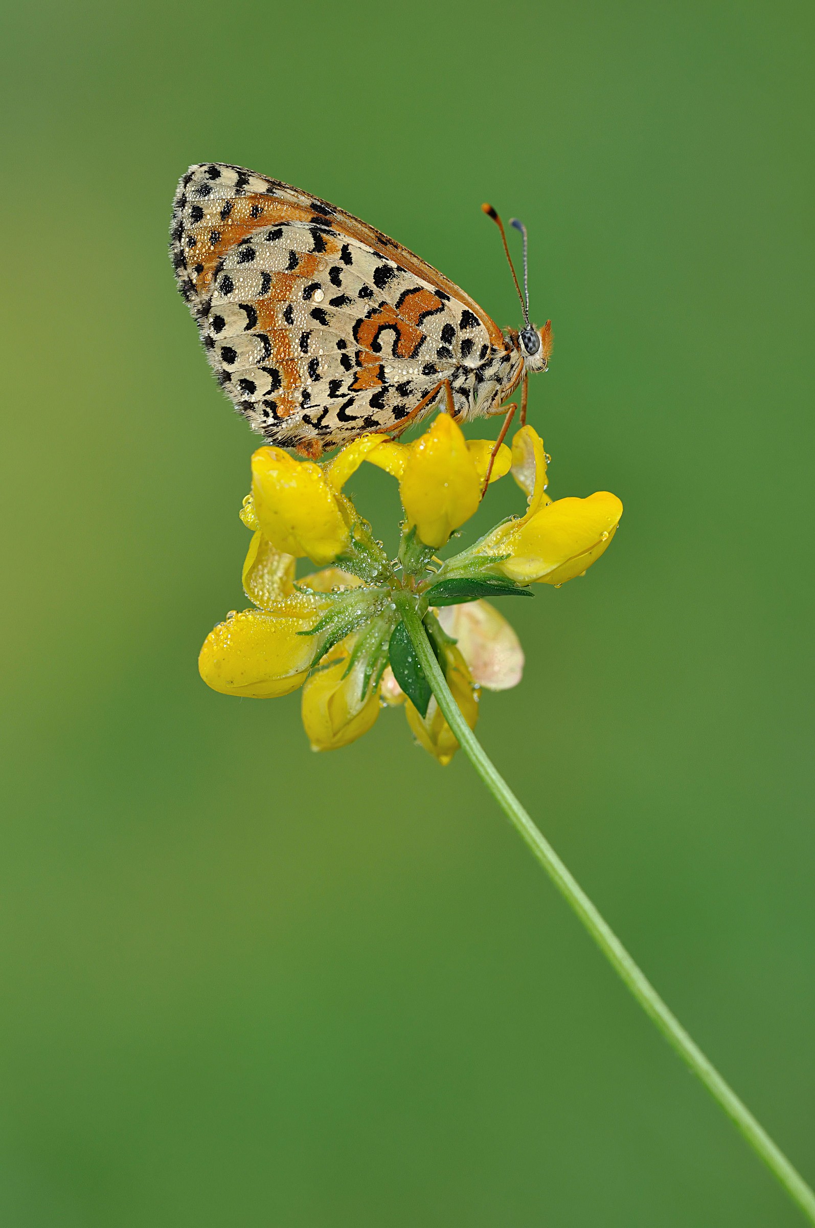melitaea su fiore giallo