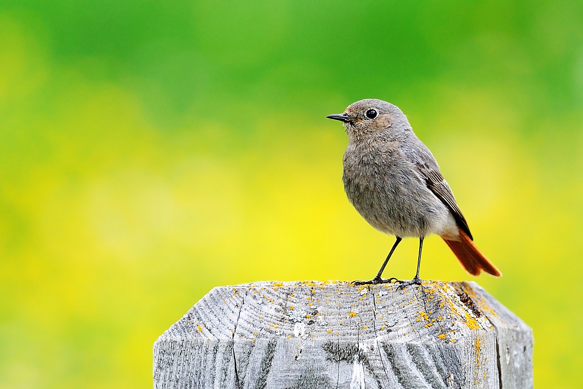Redstart f.