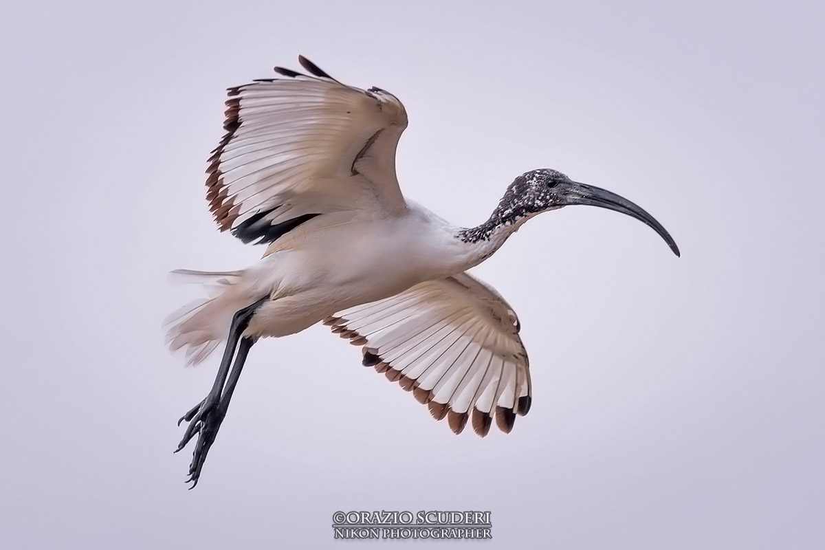 Threskiornis aethiopicus