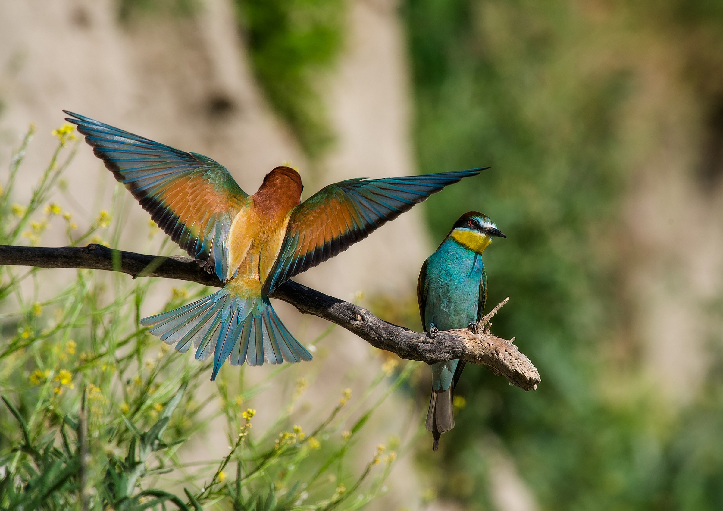 l'arcobaleno nelle ali