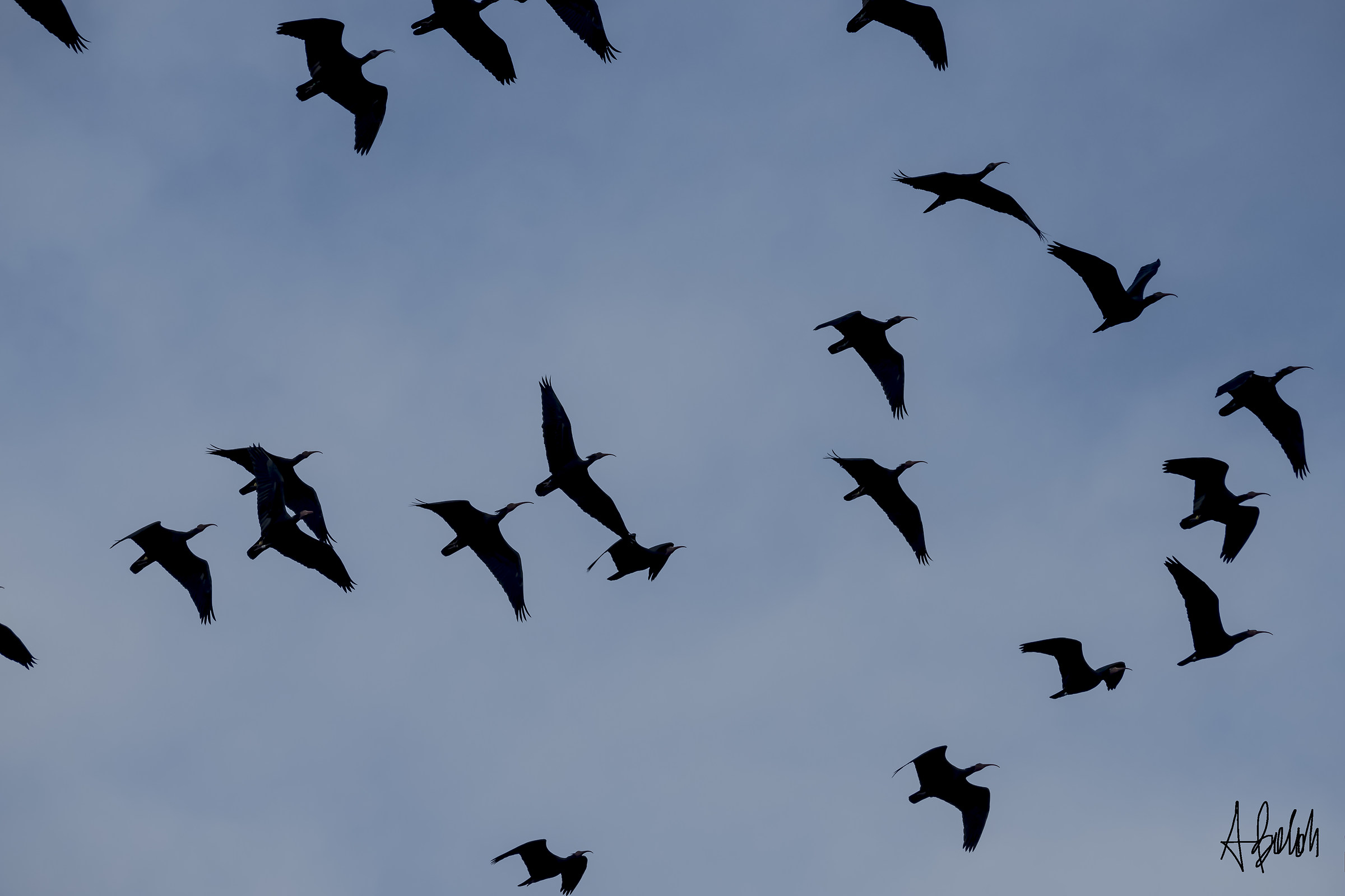 Ibis eremita in volo