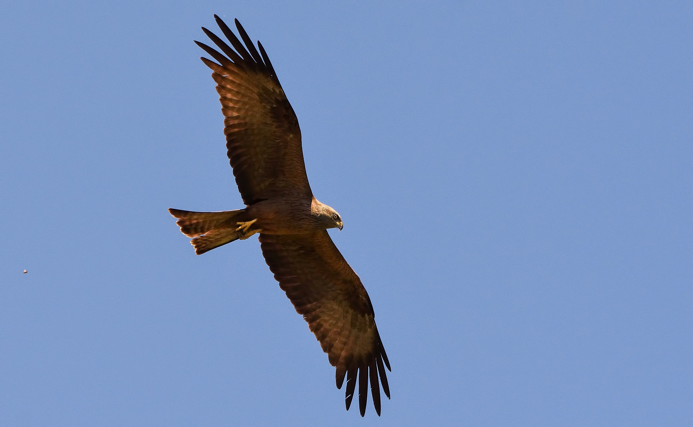 Brown kite