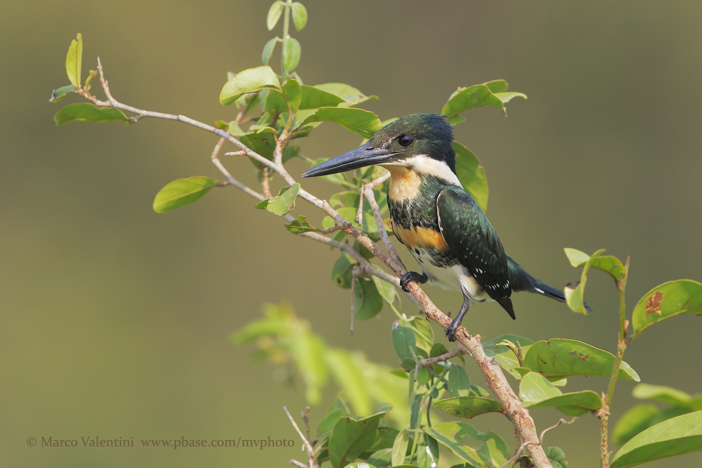 Green kingfisher
