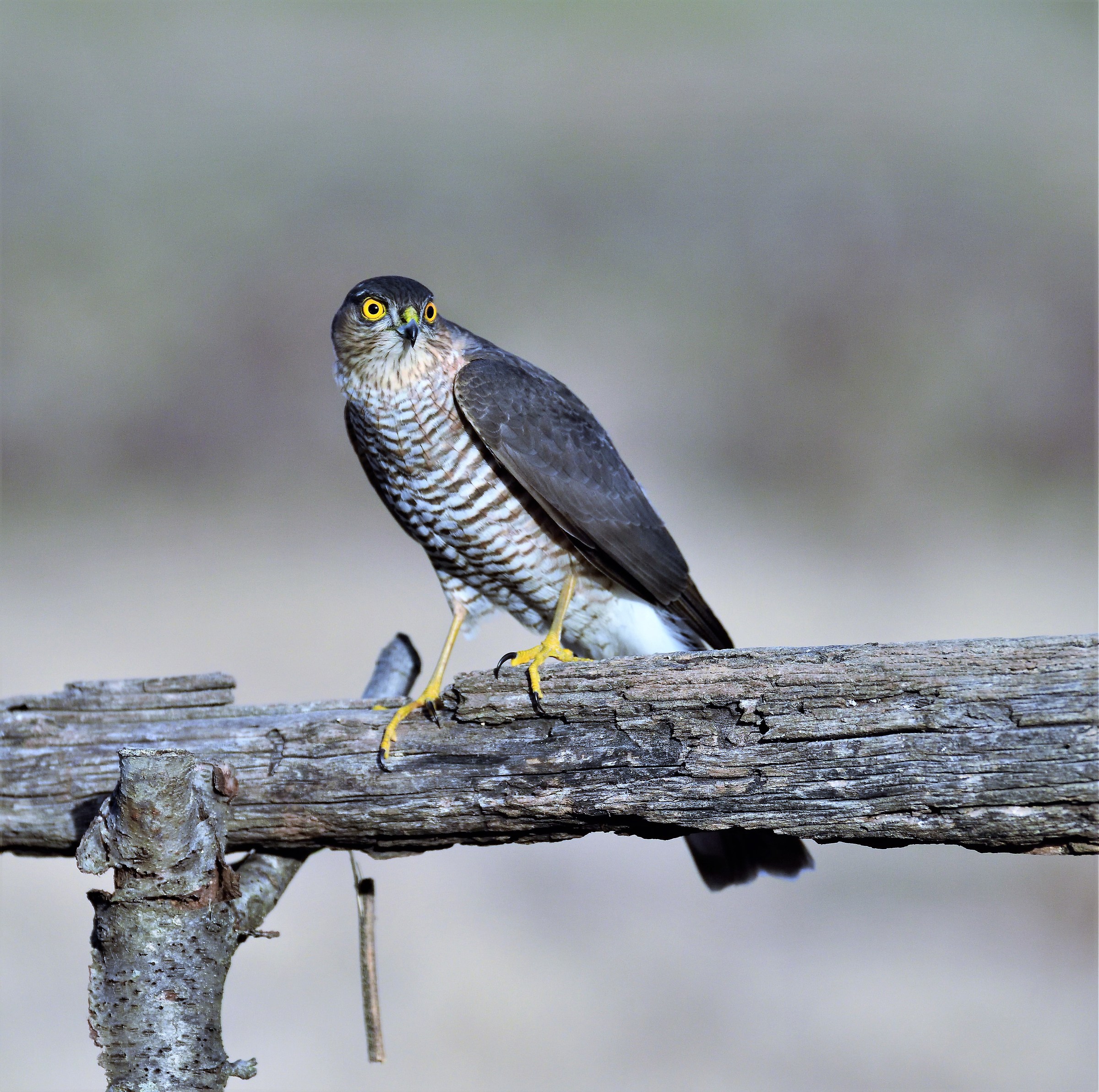 female sparrowhawk