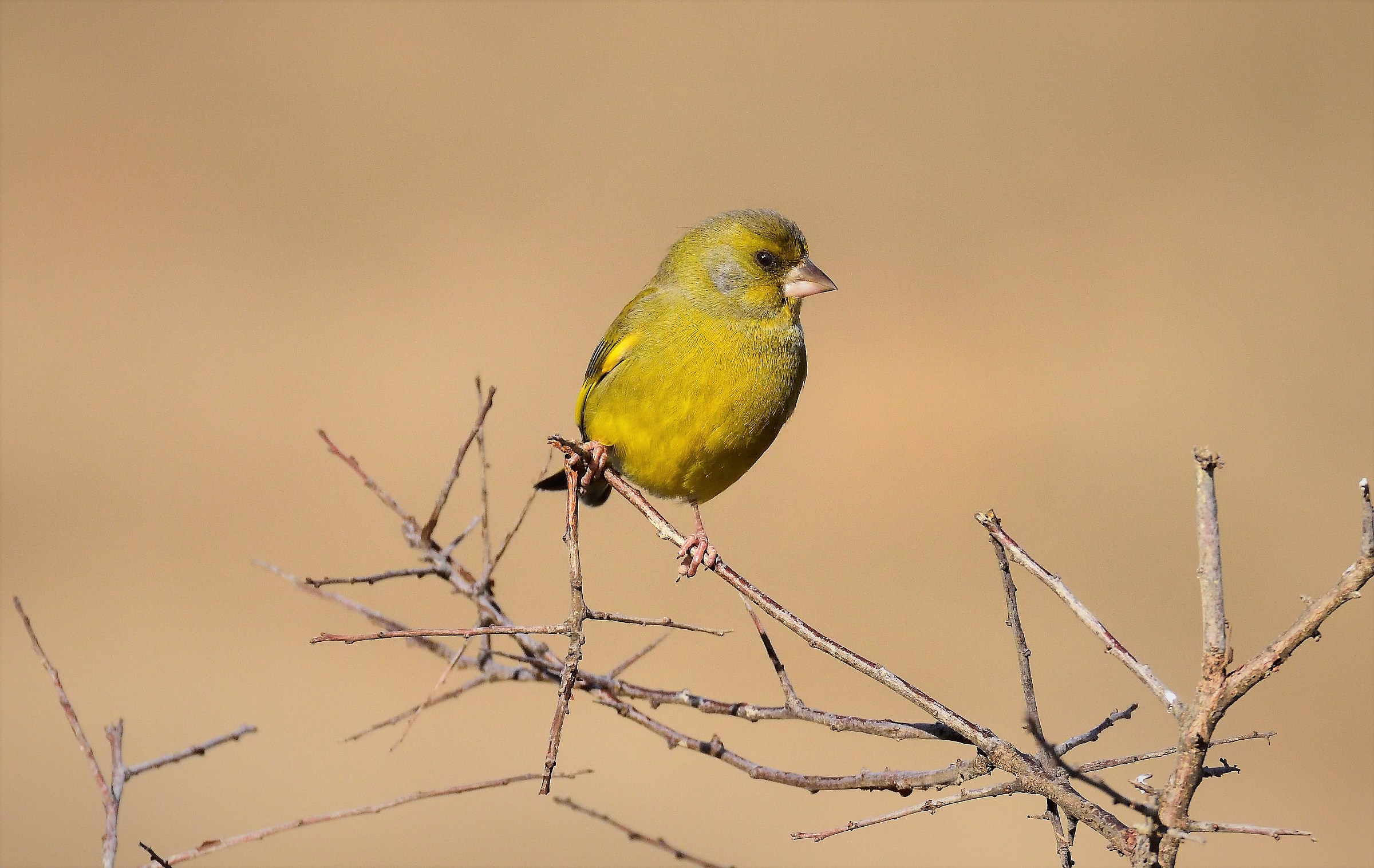 greenfinch