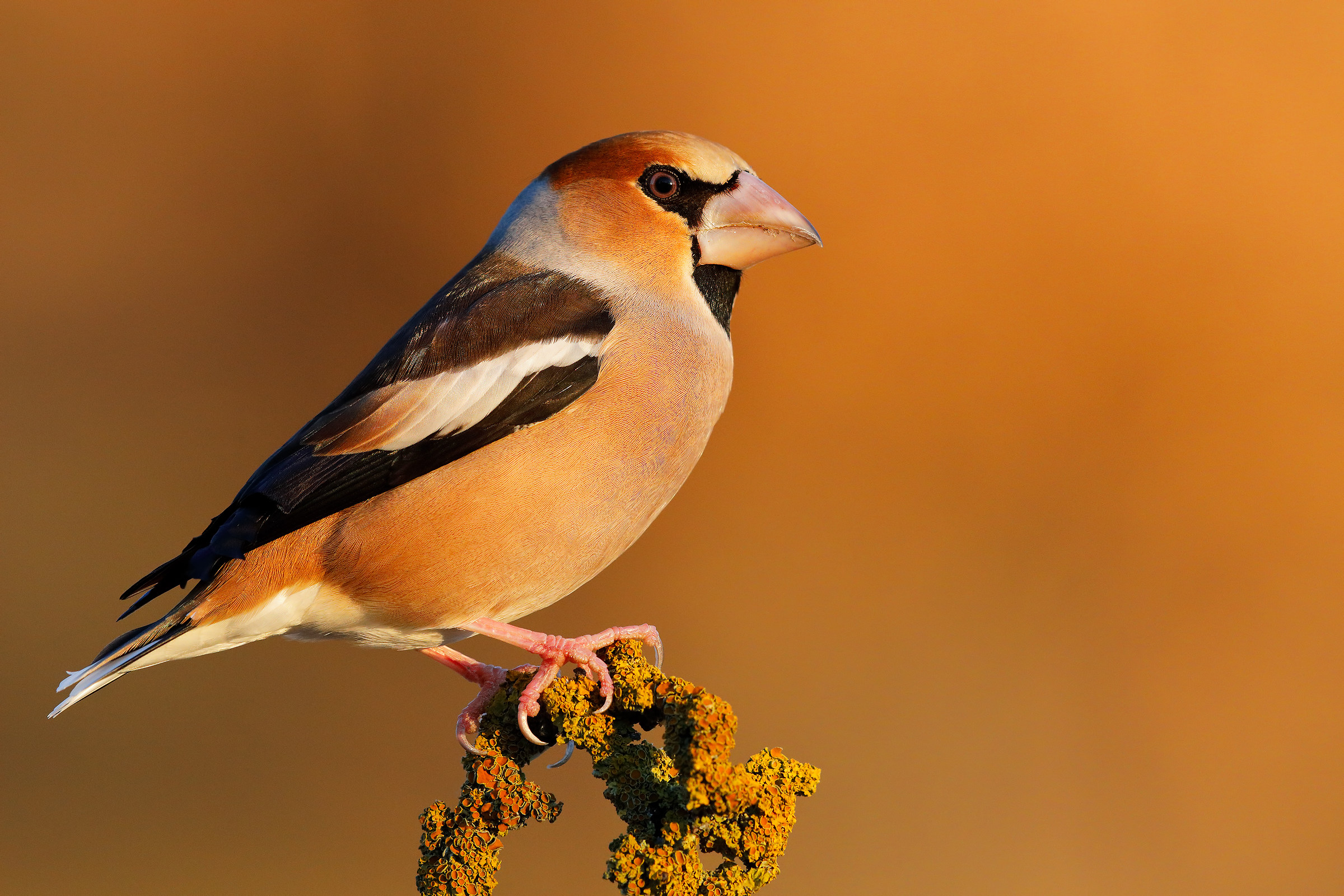Grosbeak