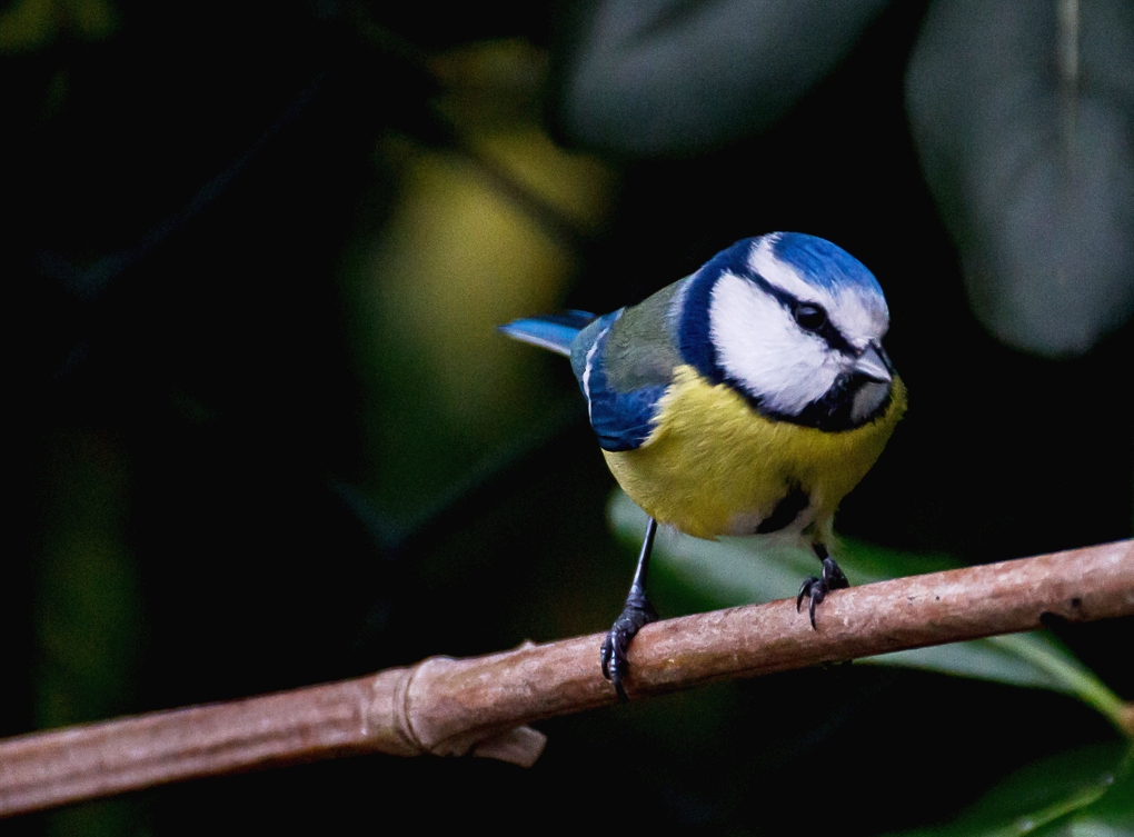 my first blue tit