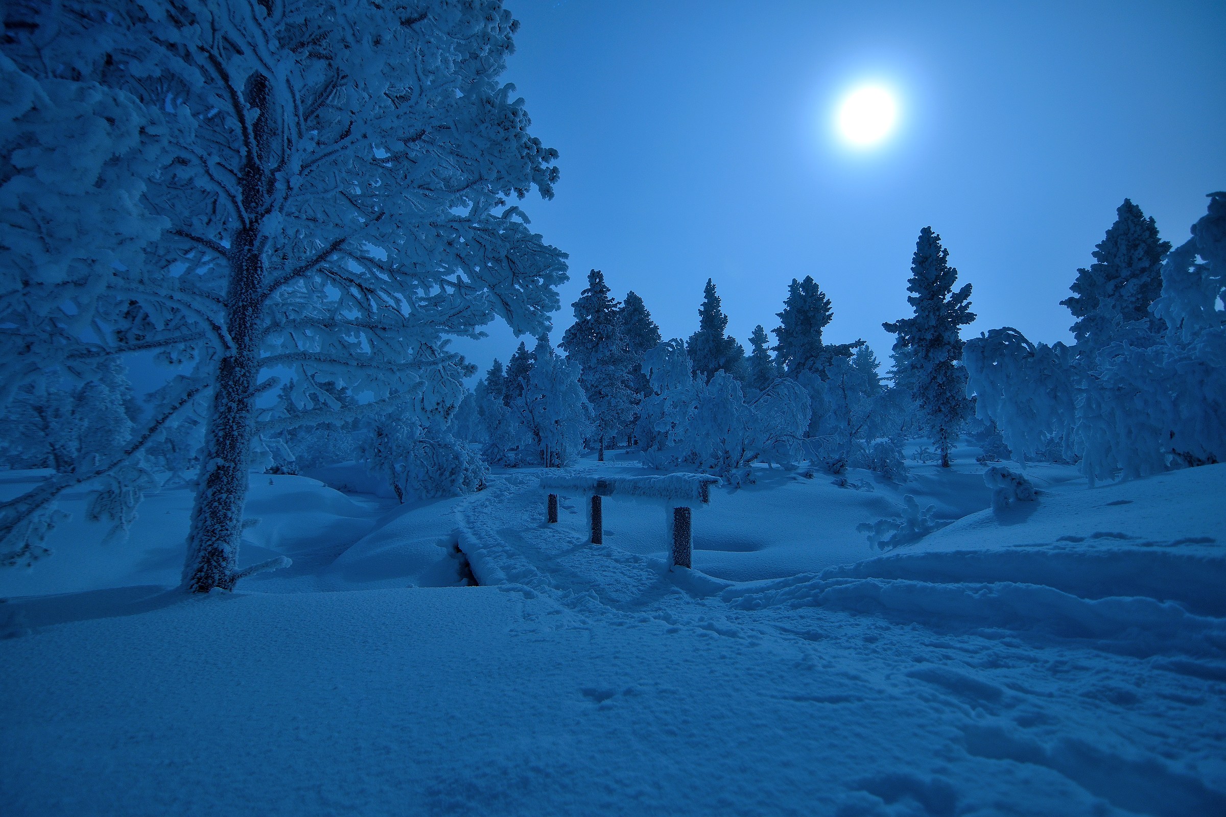 walk in the moonlight