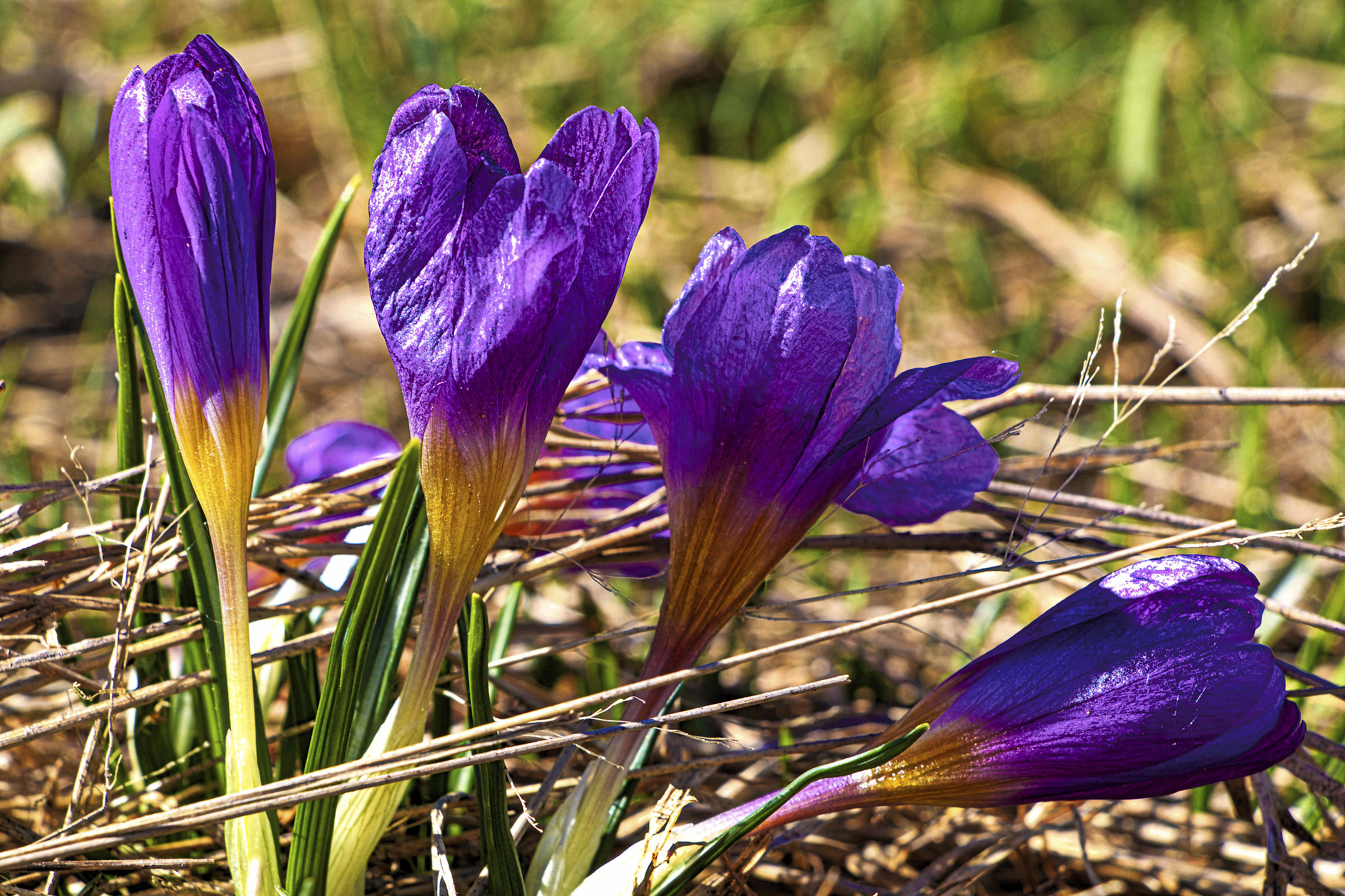 crocus