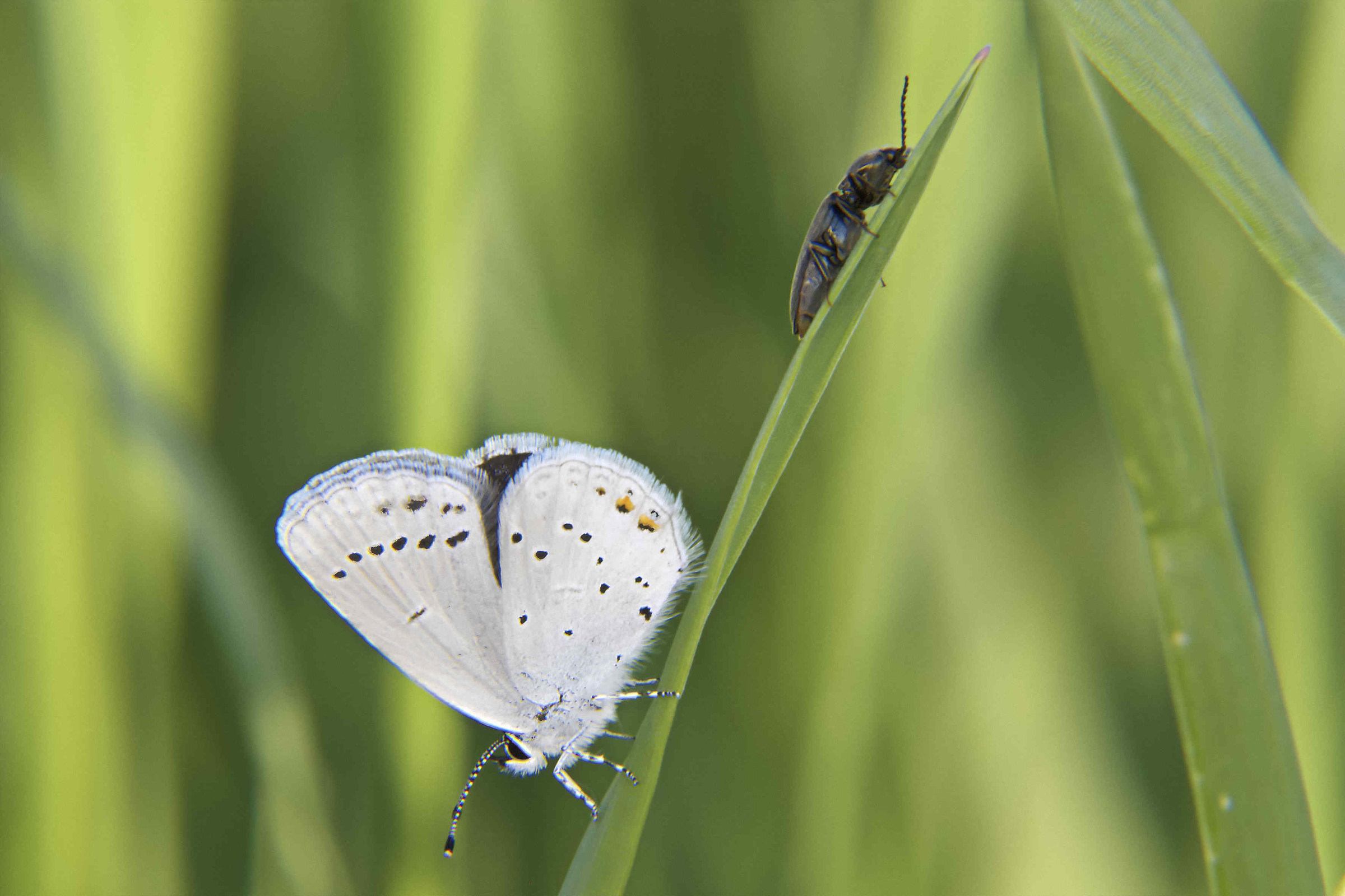 there is no agreement