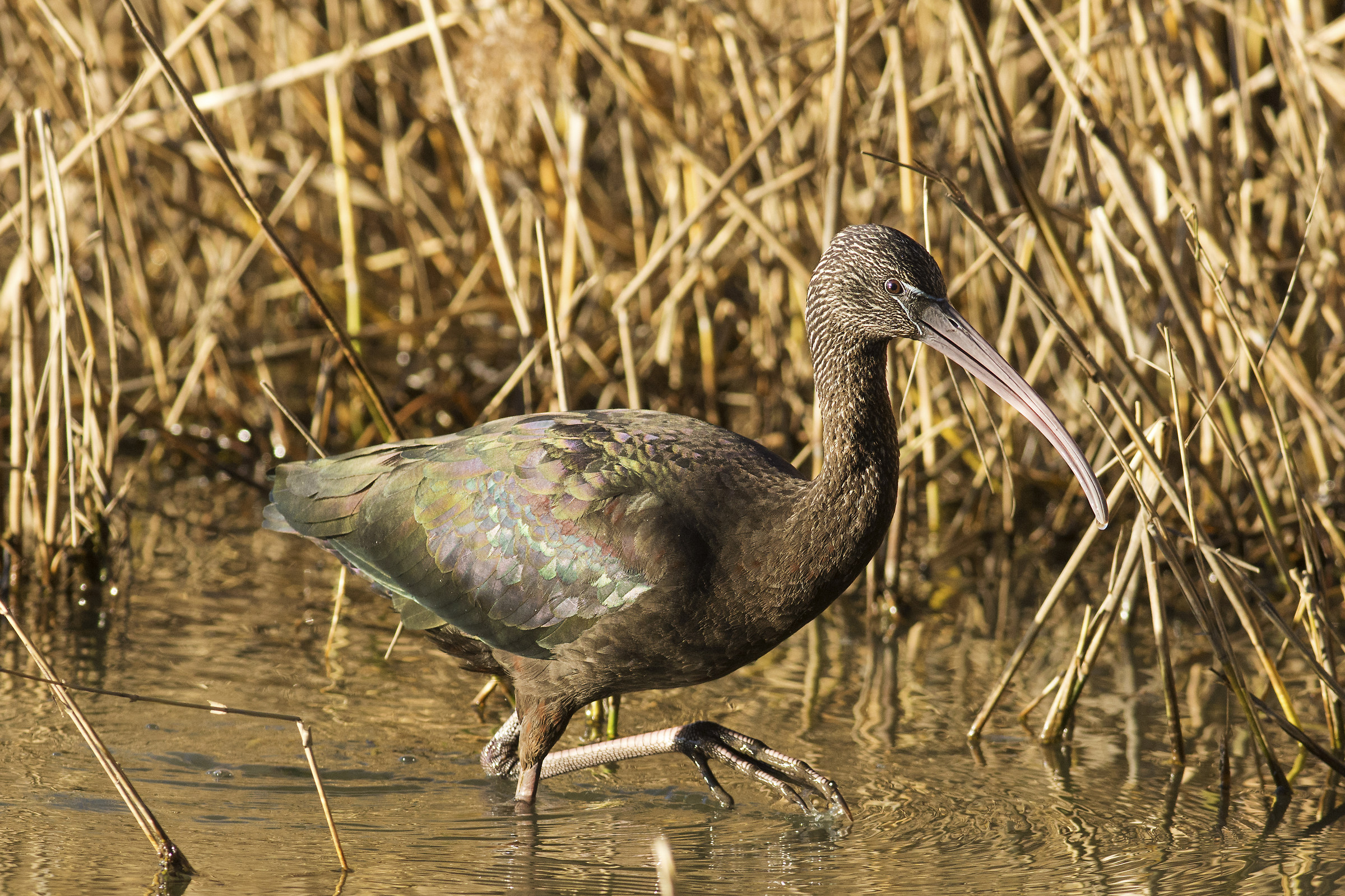 Glossy Ibis