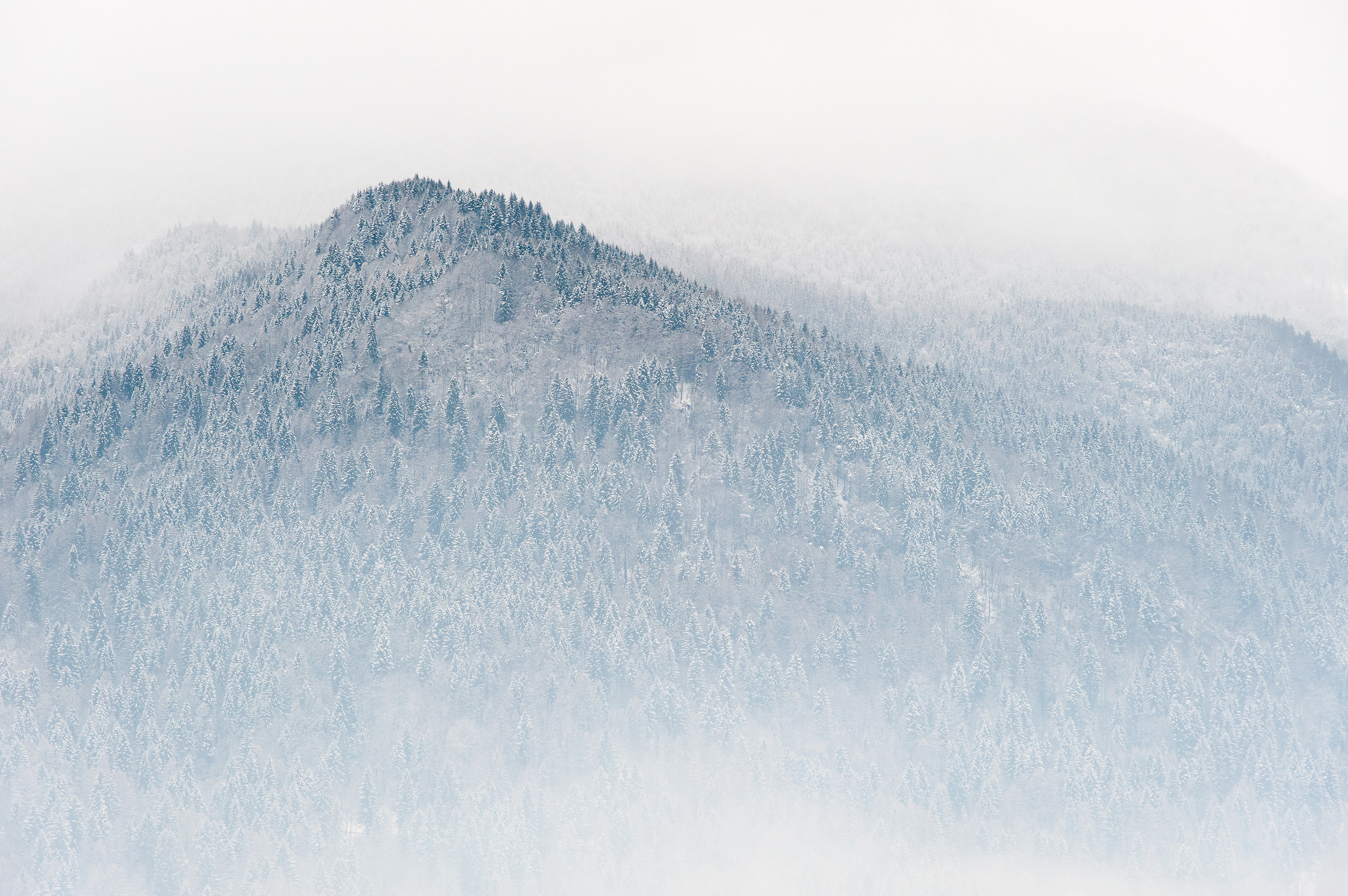 Snowy forest (Agordo)