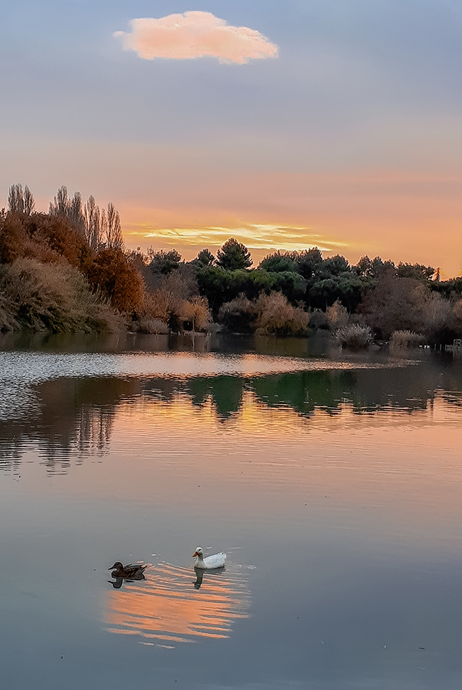 In the park at sunset
