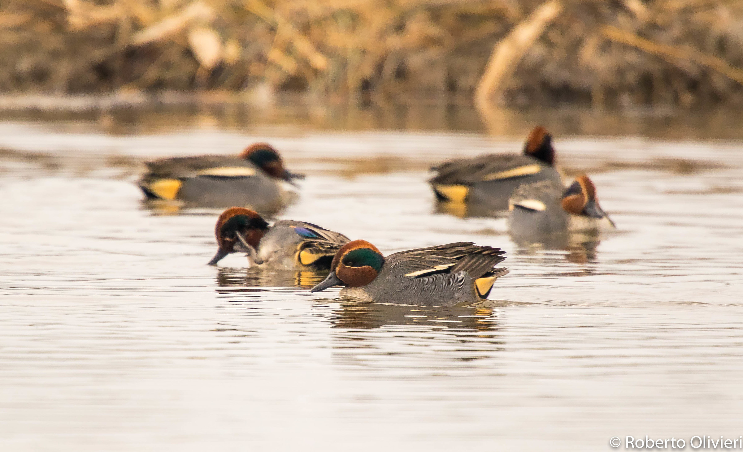Gruppo di Alzavole...