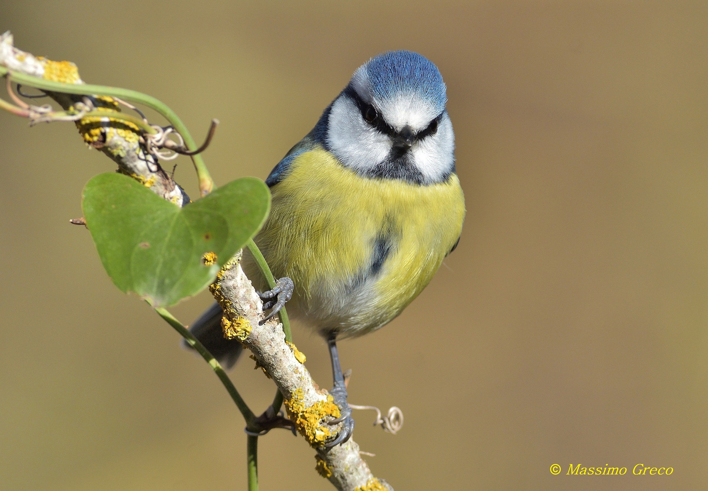 Cinciarella (Cyanistes caeruleus)