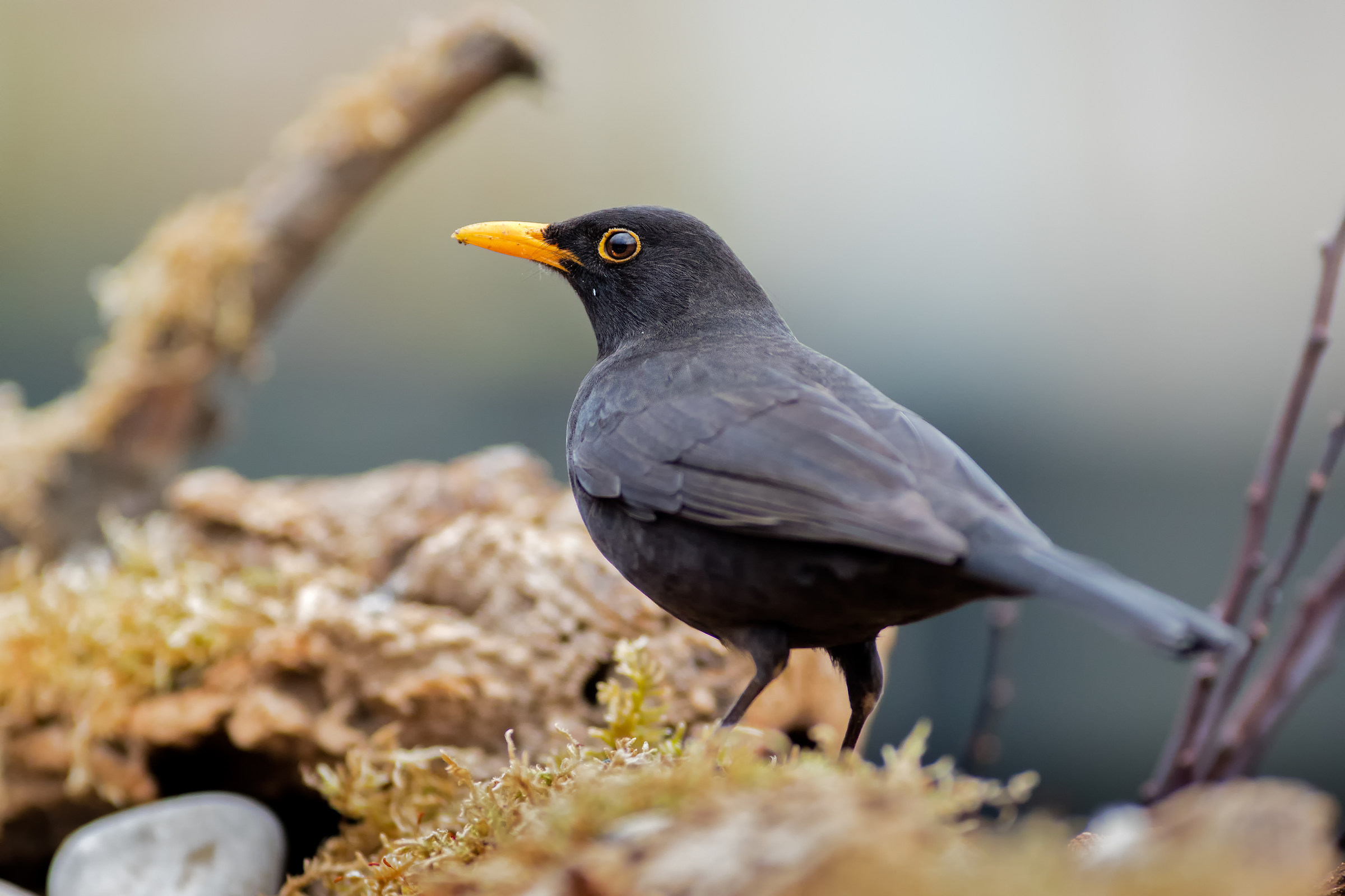 Male blackbird