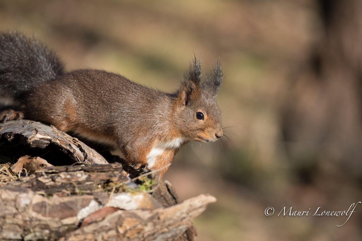 scoiattolo