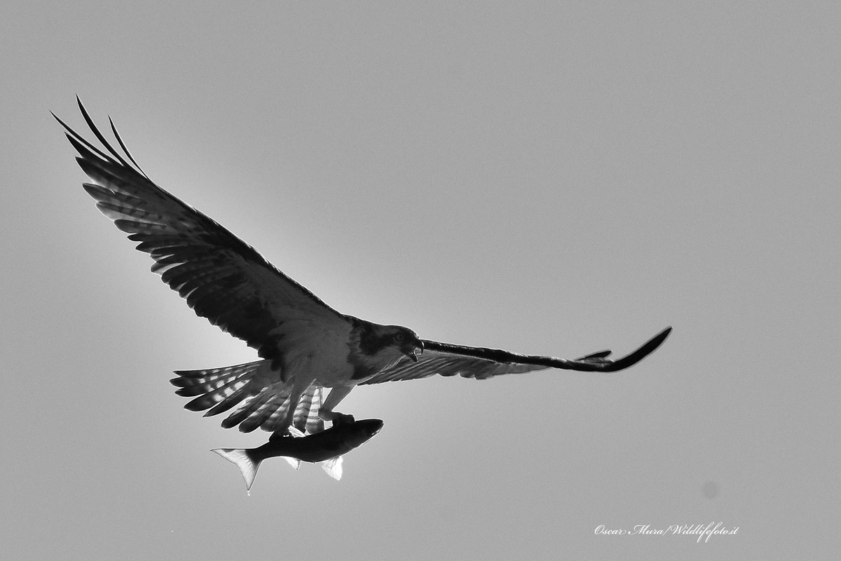 Falco Pescatore, Osprey