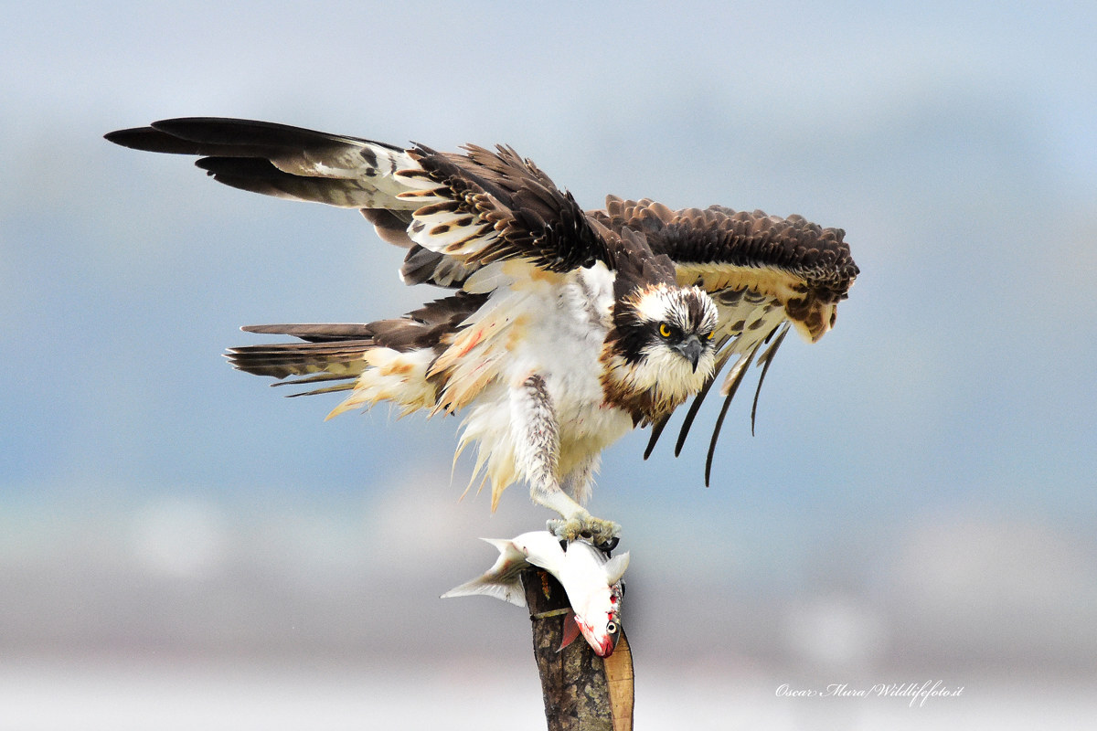 Falco pescatore, Osprey
