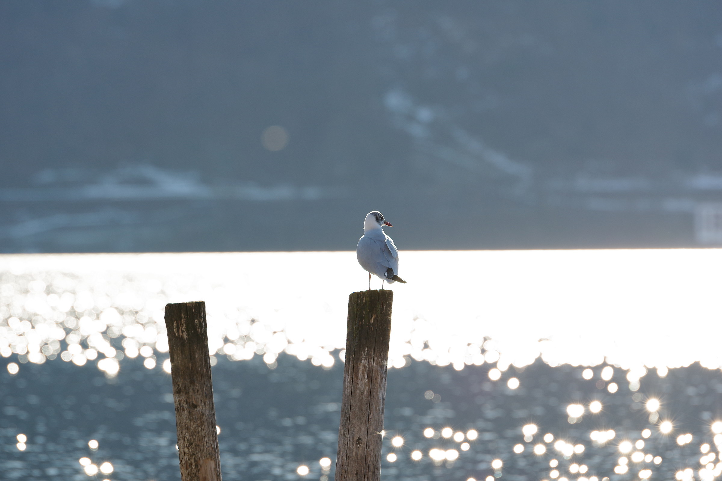 Seagull "posing"