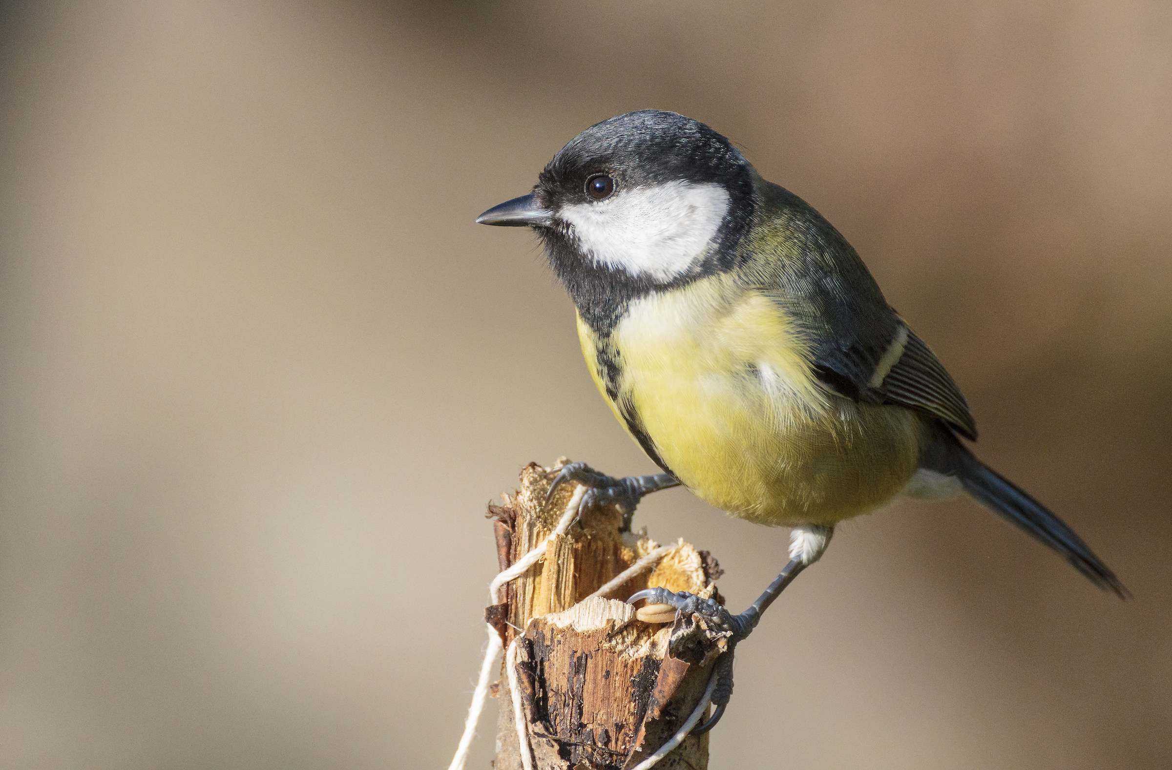 My country ... Sunday, December 31, 2017