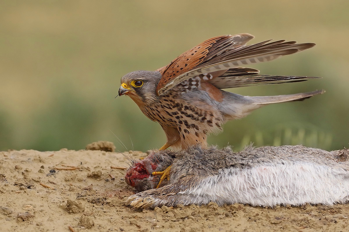 Kestrel
