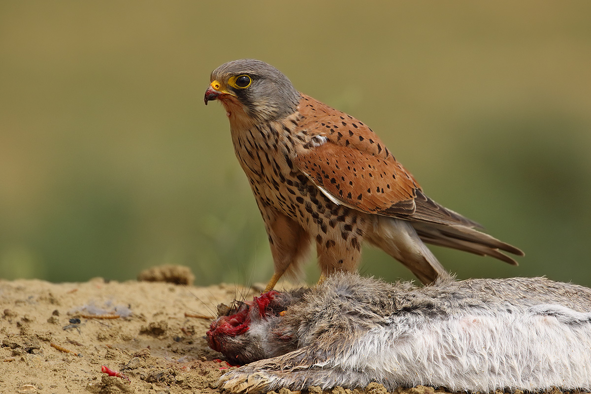 Kestrel