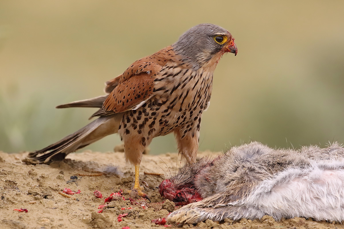 Kestrel