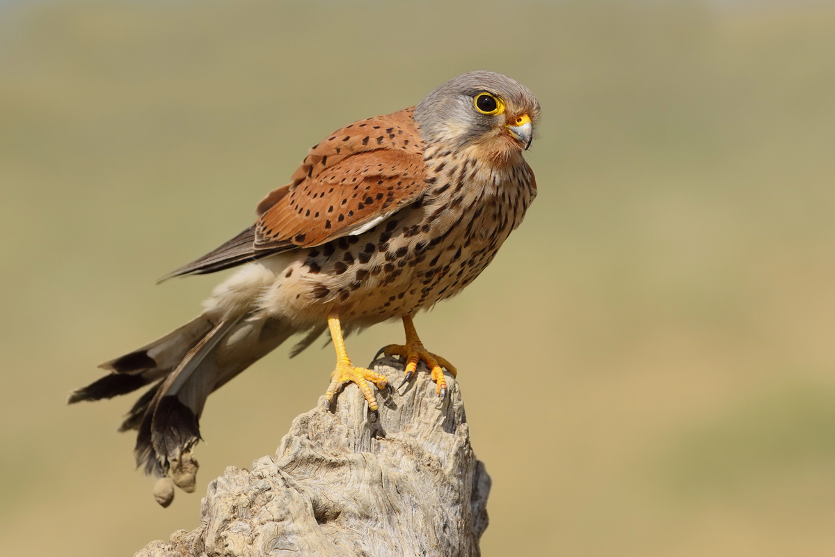 Kestrel