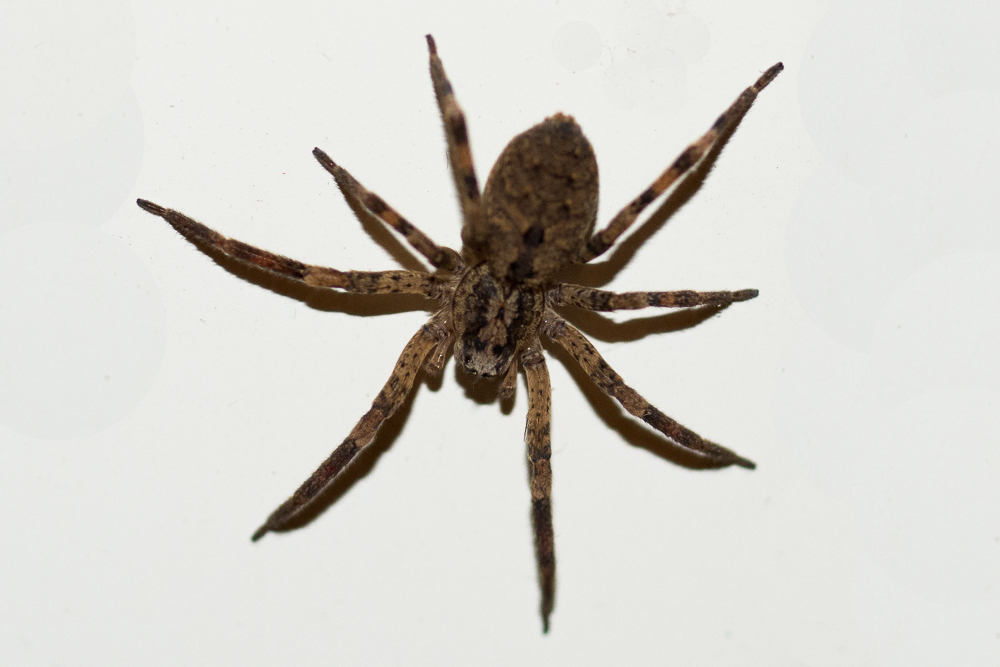 Aracnofobici non ammessi