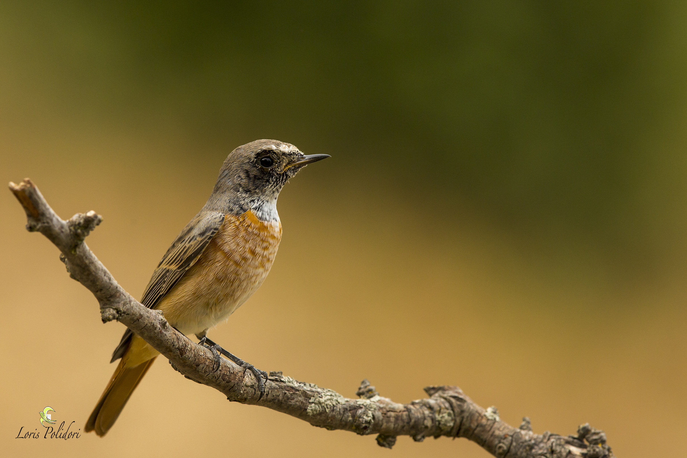 redstart chimney sweep