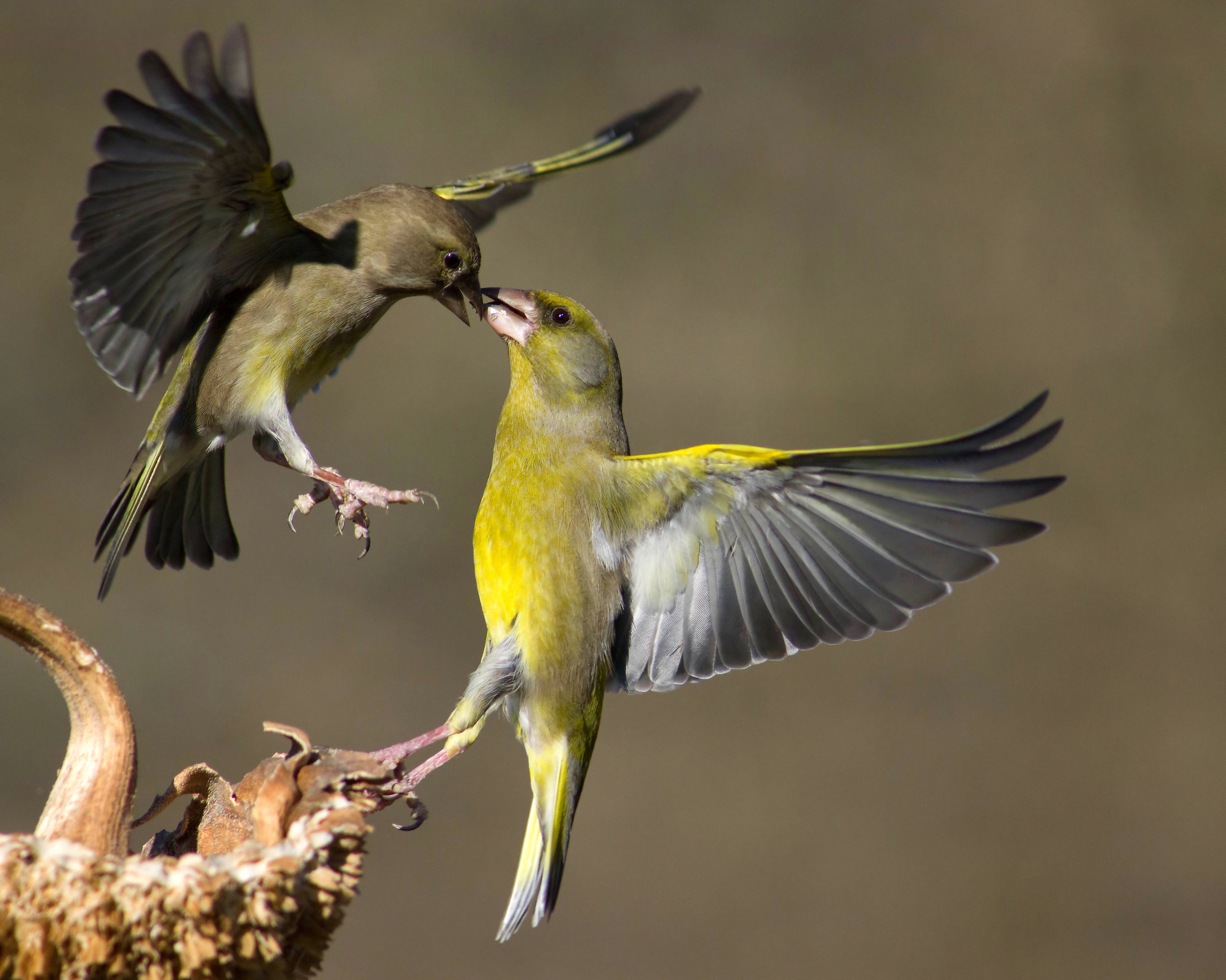 greenfinches