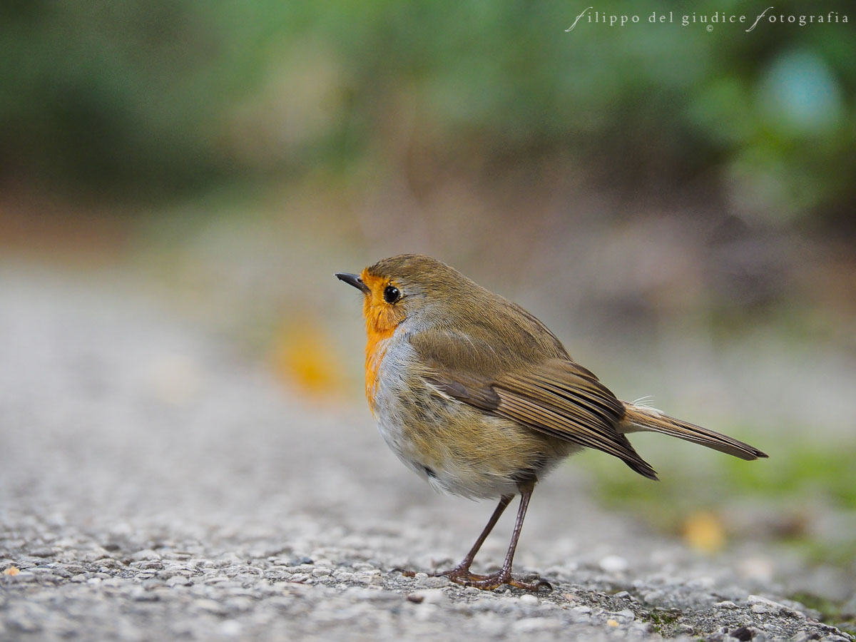 City robin