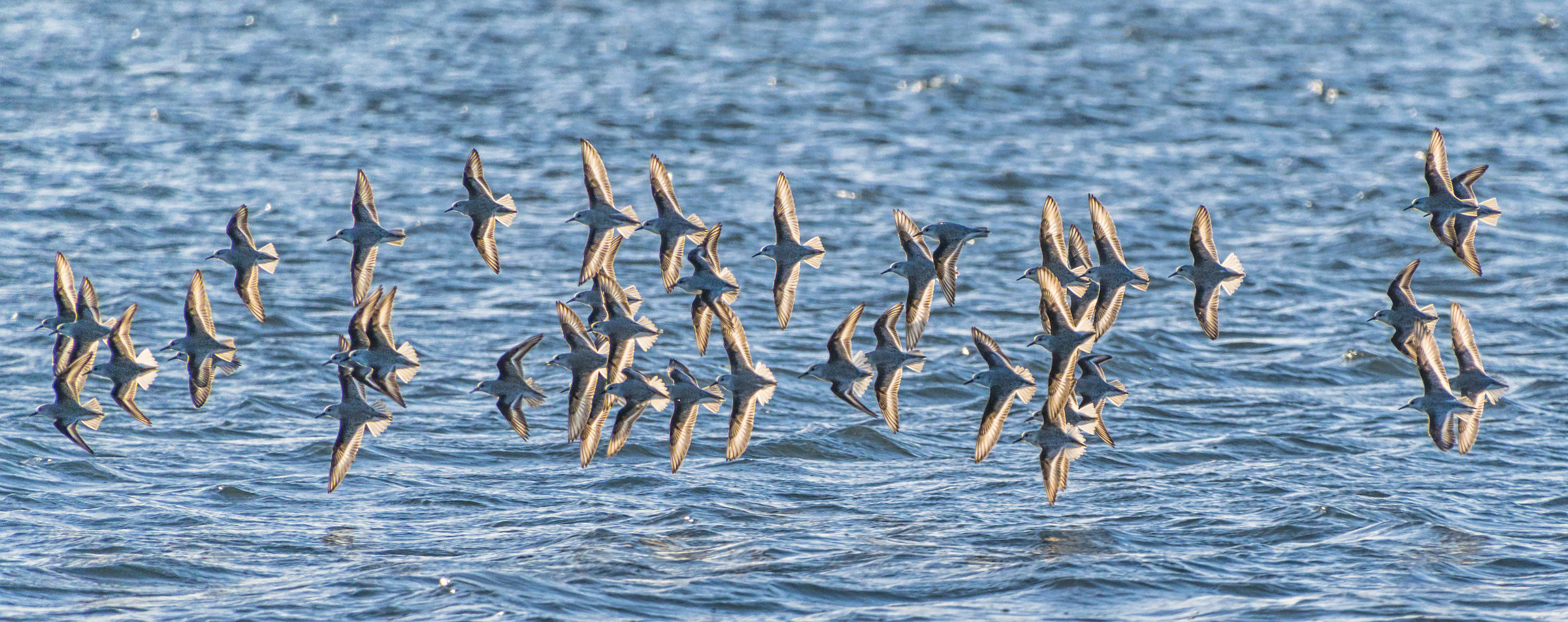 Sanderlings In Flight