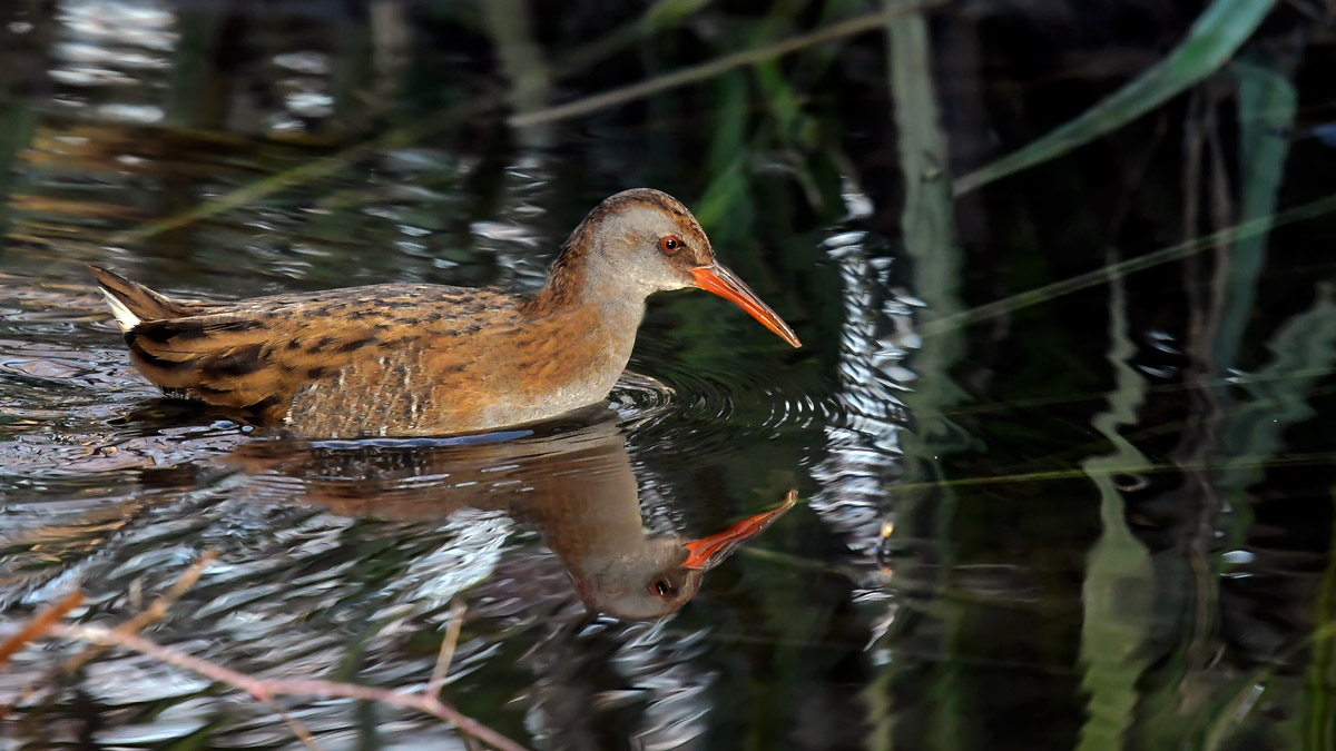 Water Rail