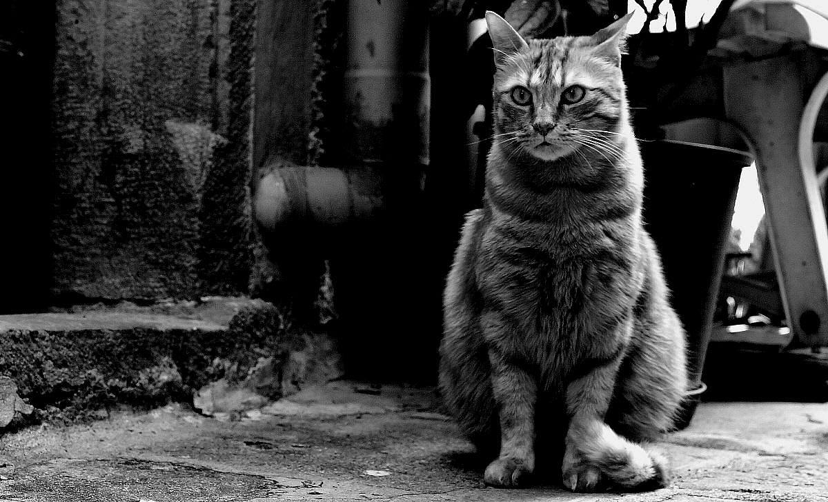 The hard of the neighborhood