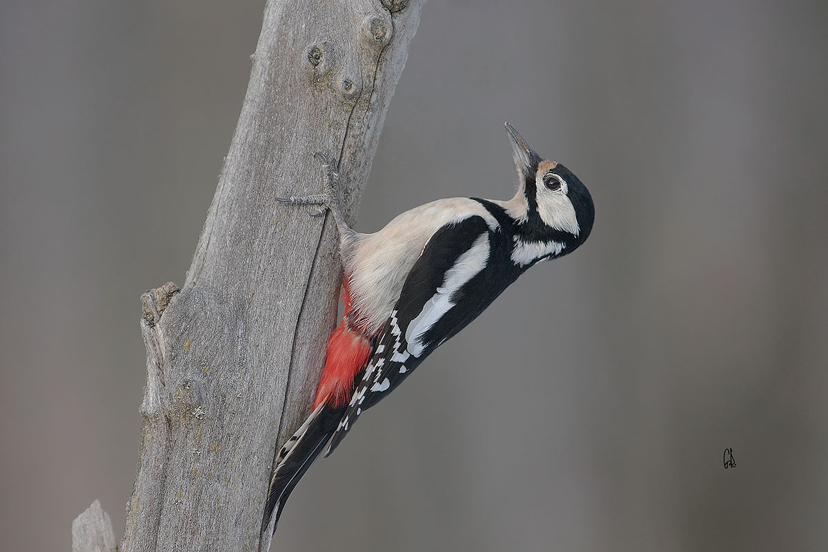 Picchio rosso maggiore
