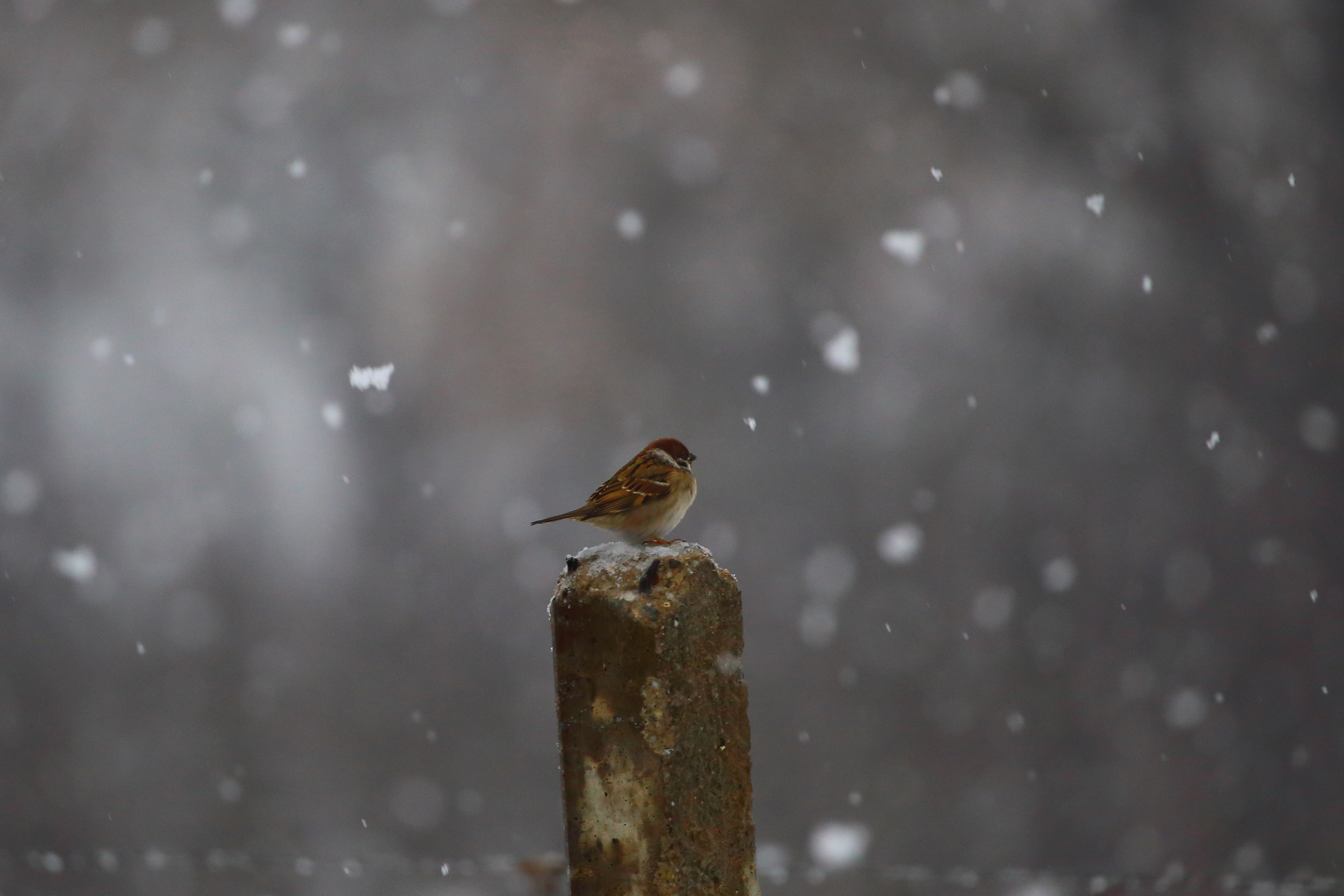 Omaggio ai poveri passerotti