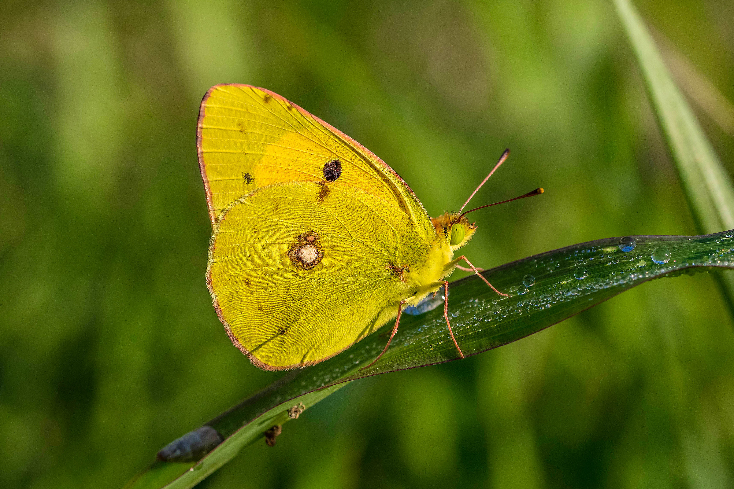 Colias