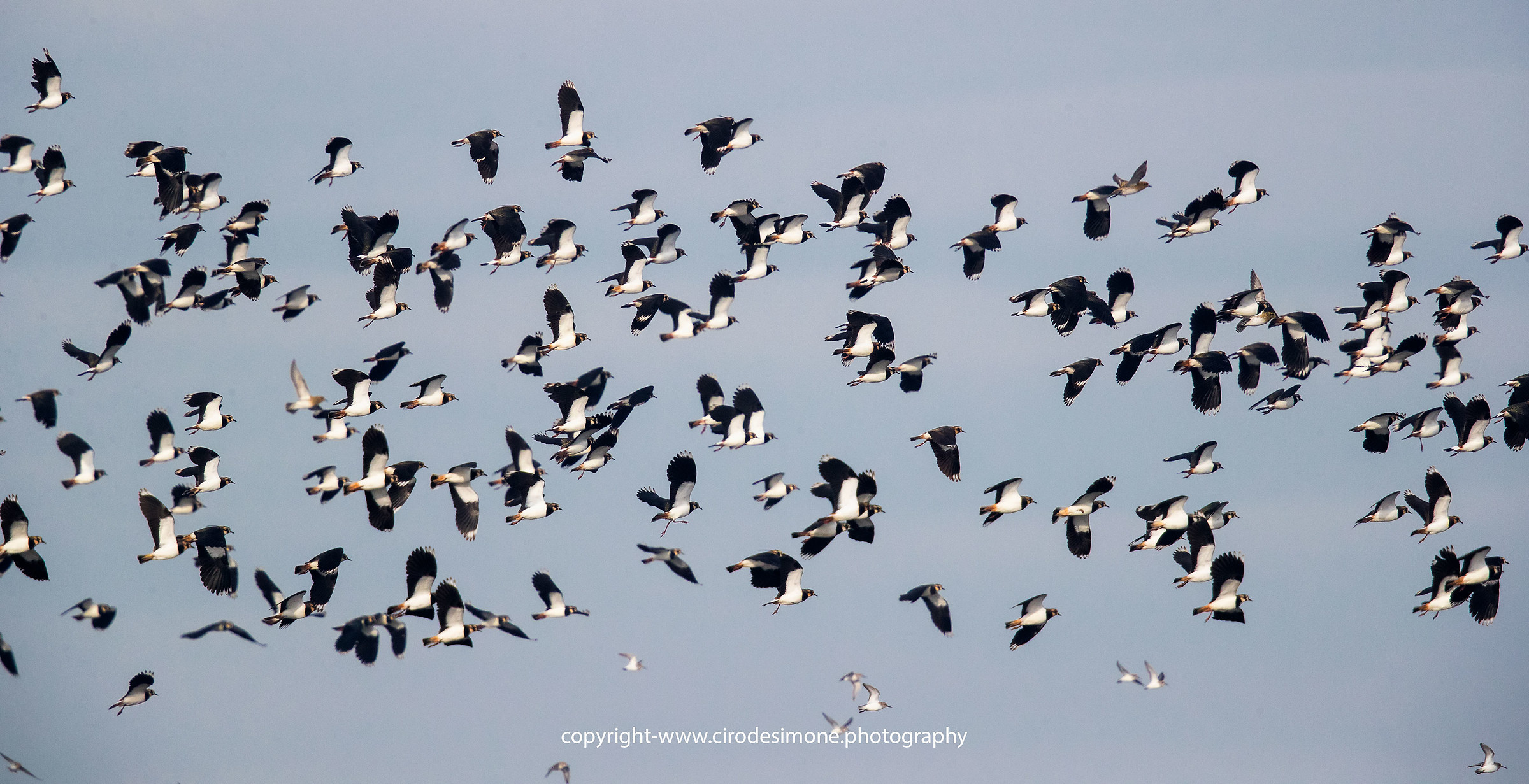 Lapwings