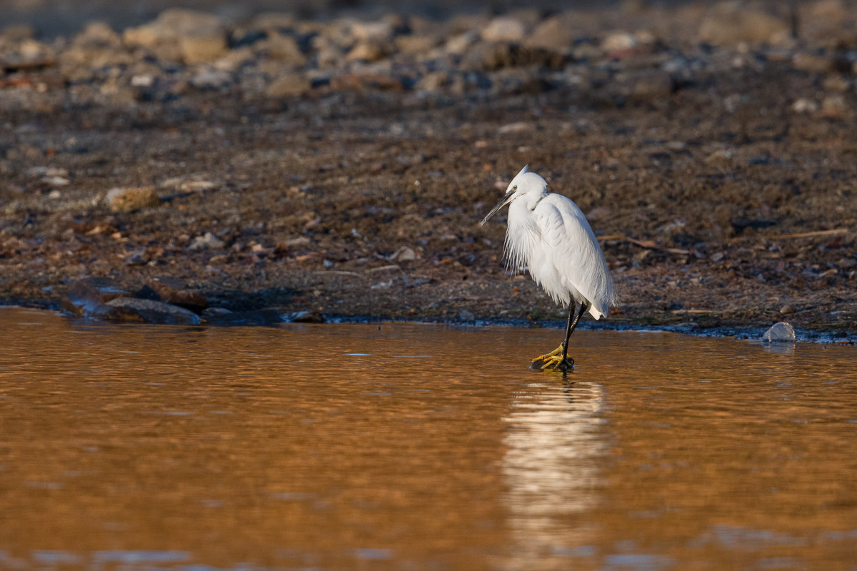 Garzetta ambientata nella luce dell'alba...