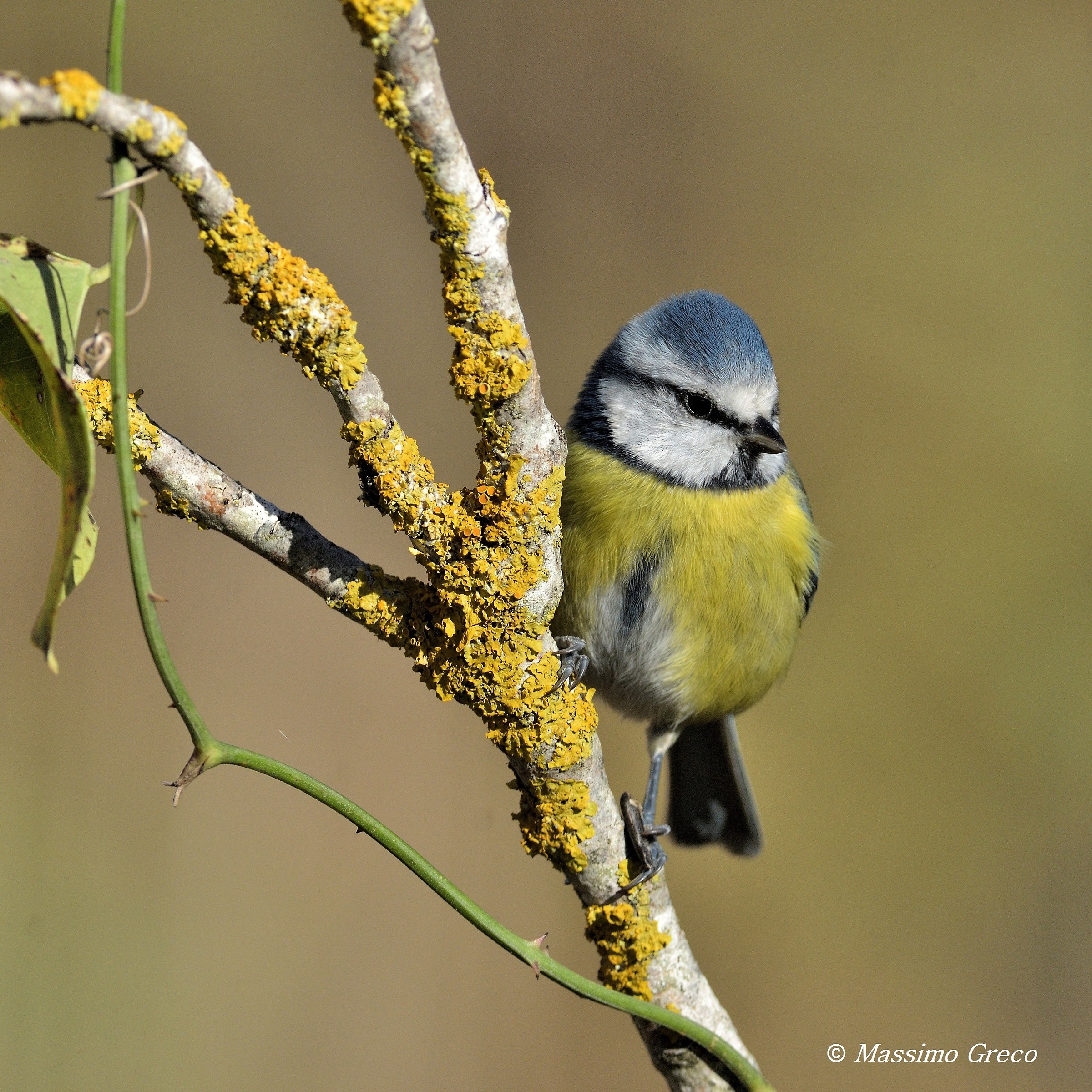 Blue tit (Cyanistes caeruleus)