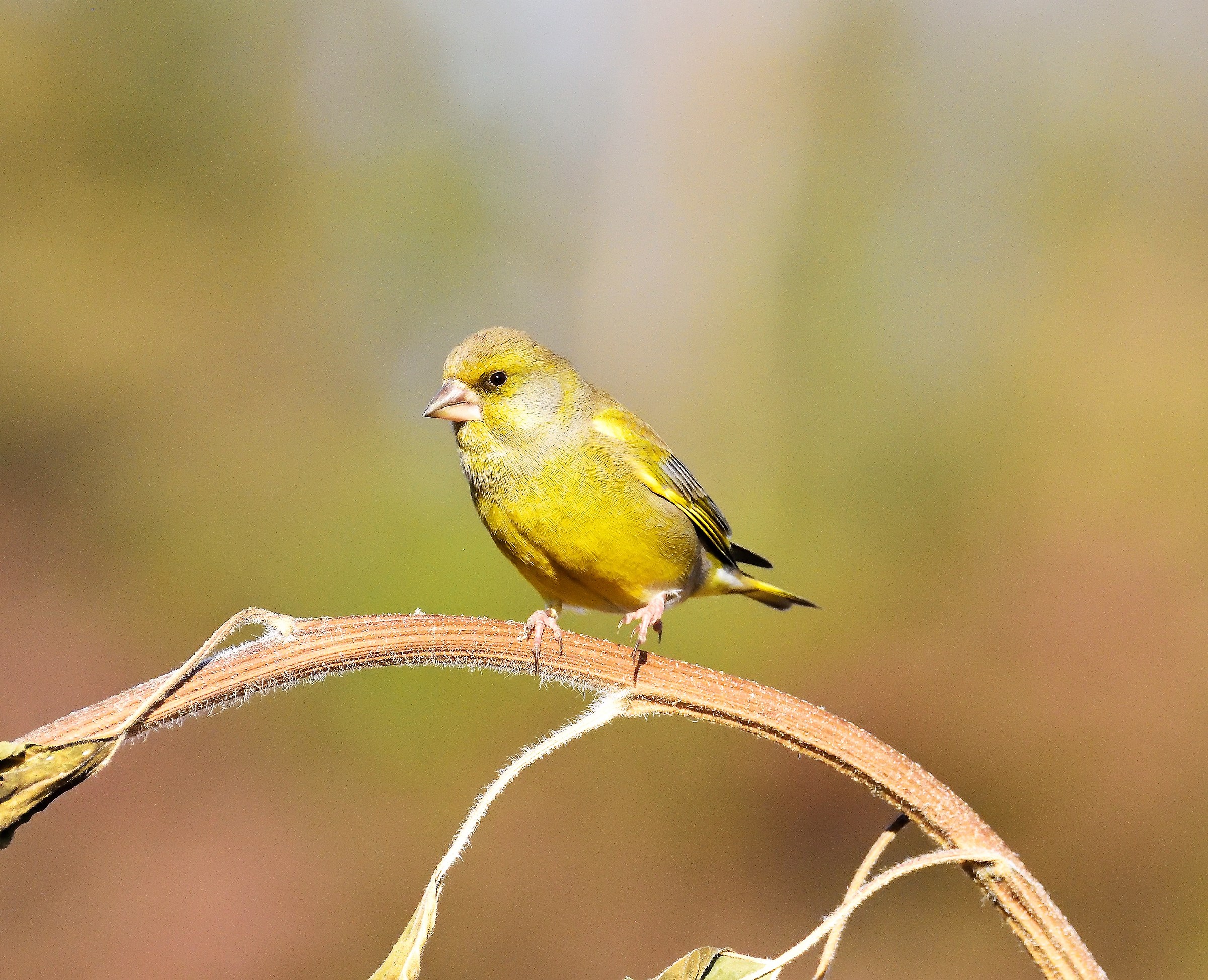 greenfinch