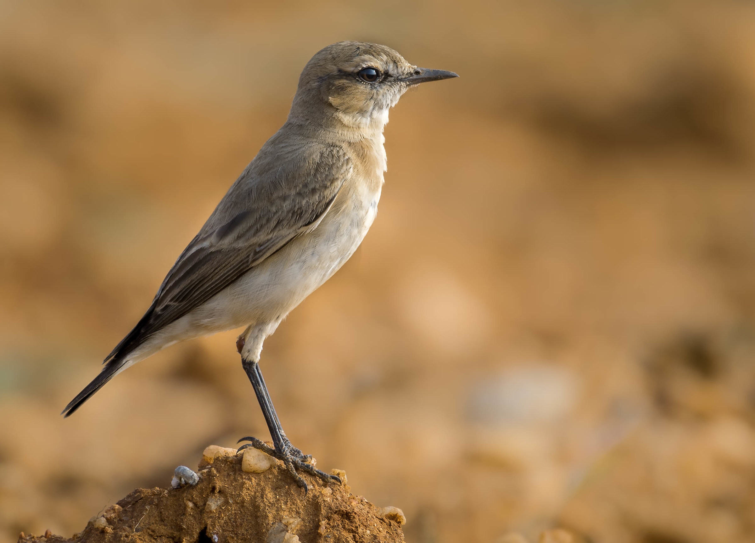 Isabellian wheatear